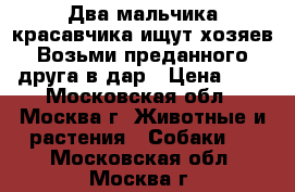 Два мальчика-красавчика ищут хозяев Возьми преданного друга в дар › Цена ­ 1 - Московская обл., Москва г. Животные и растения » Собаки   . Московская обл.,Москва г.